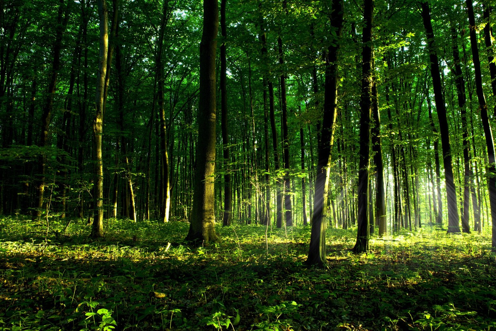 Redlemon Beautiful Green Forest 2026 03 26 02 58 20 Utc Compressed