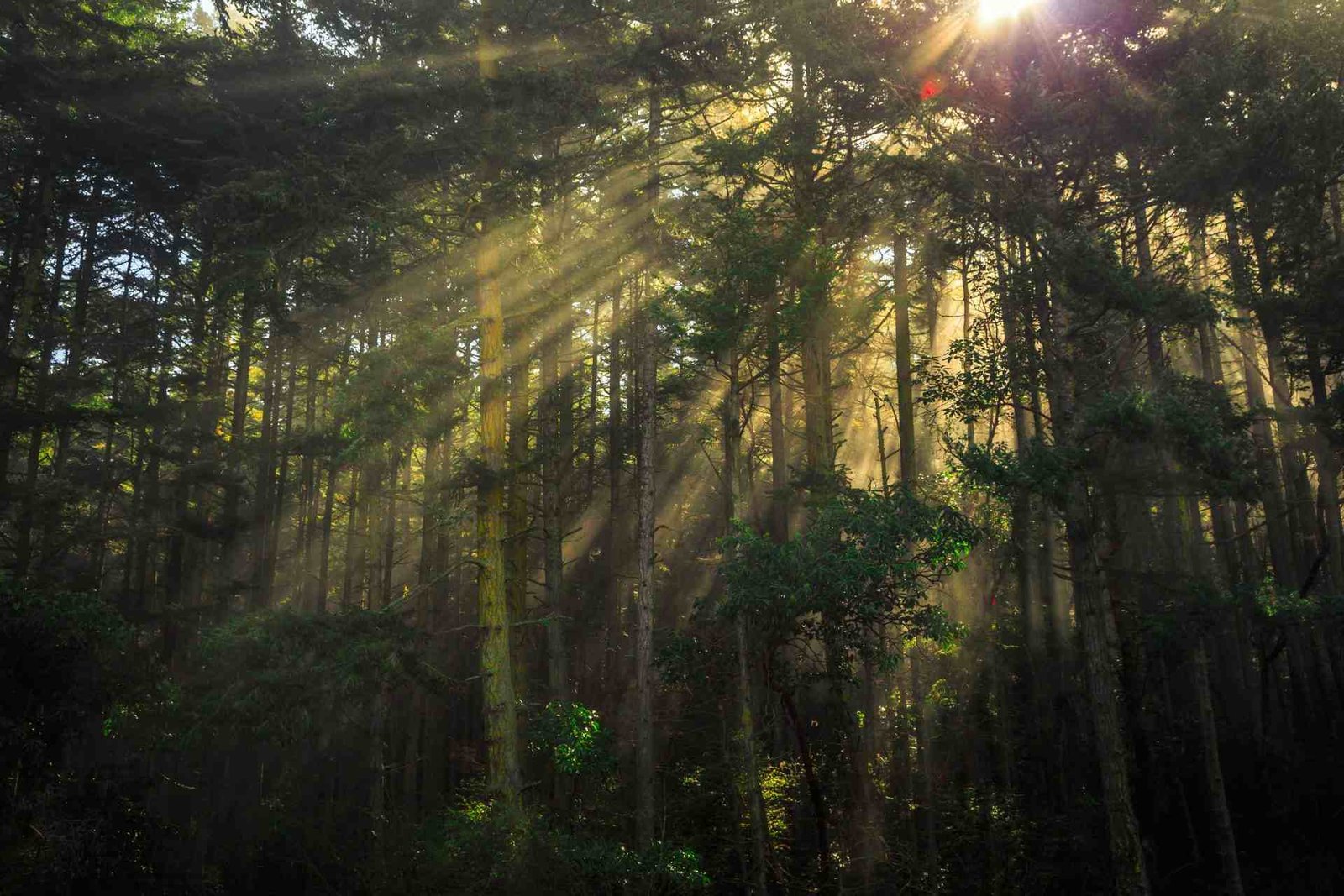 Redlemon Glow In The Forest Trees Deception Pass State Par 2026 04 14 01 50 43 Utc Compressed