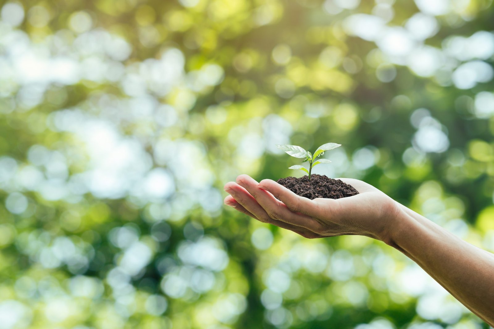 Redlemon Hand Holding A Growing Green Tree Environmental En 2026 03 24 16 38 25 Utc Compressed