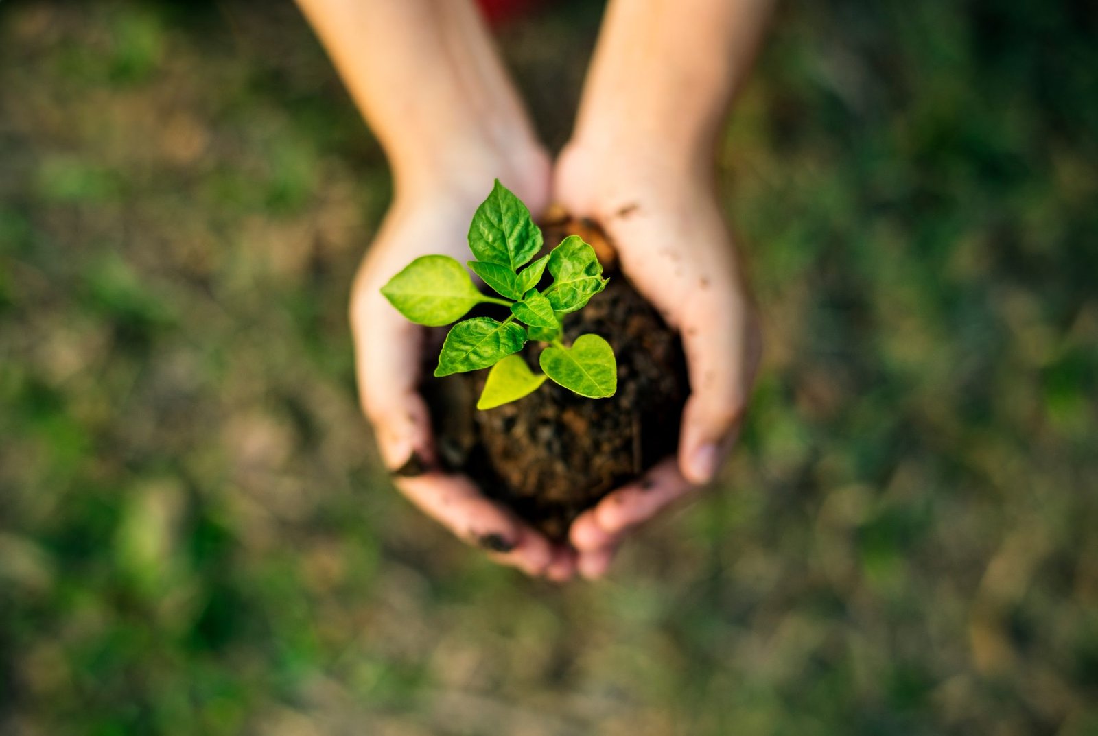 Redlemon Hands Hold Sprout With Roots And Soil 2026 03 18 12 08 14 Utc Compressed
