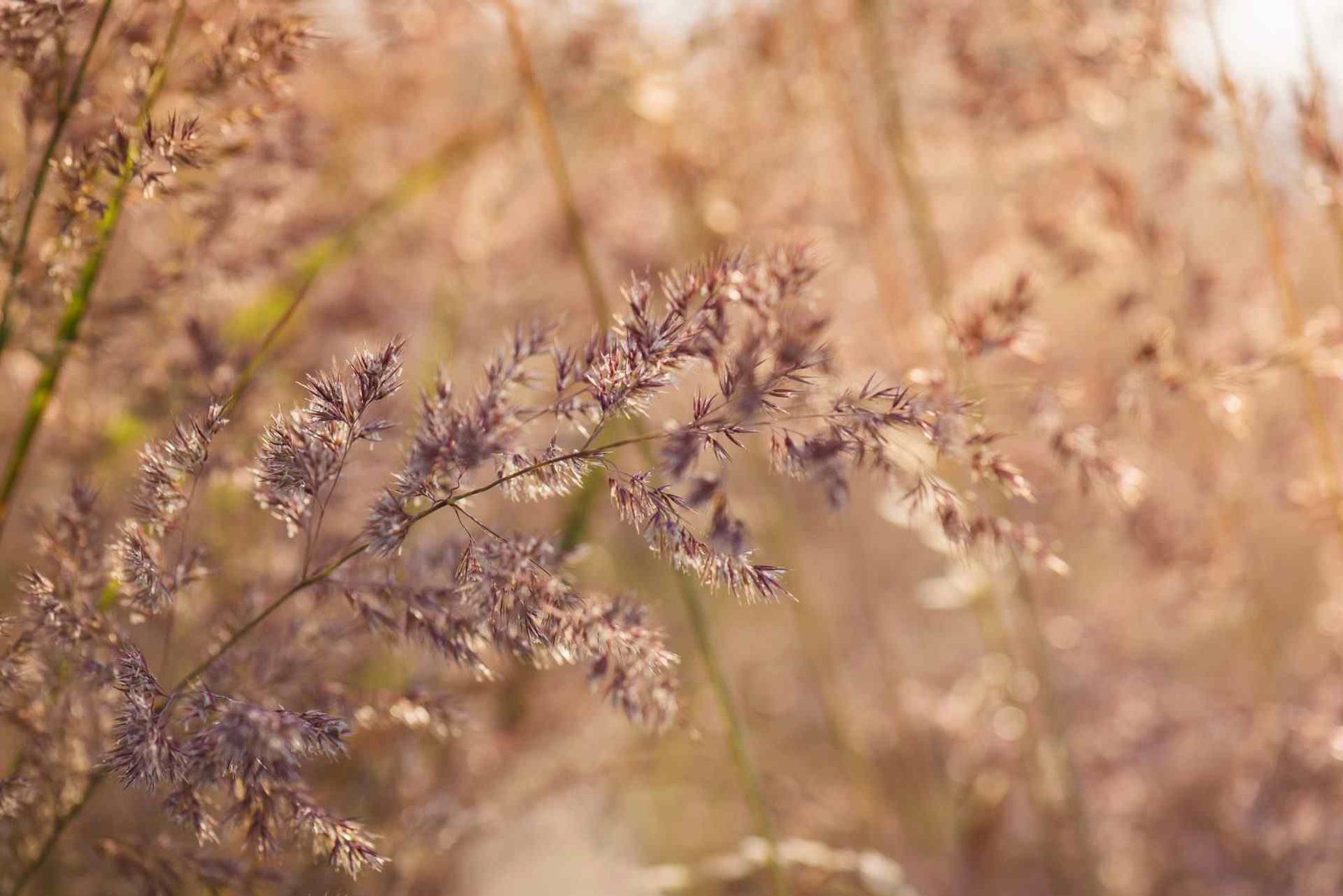 Redlemon Meadow Flowers 2026 03 10 02 10 01 Utc Compressed