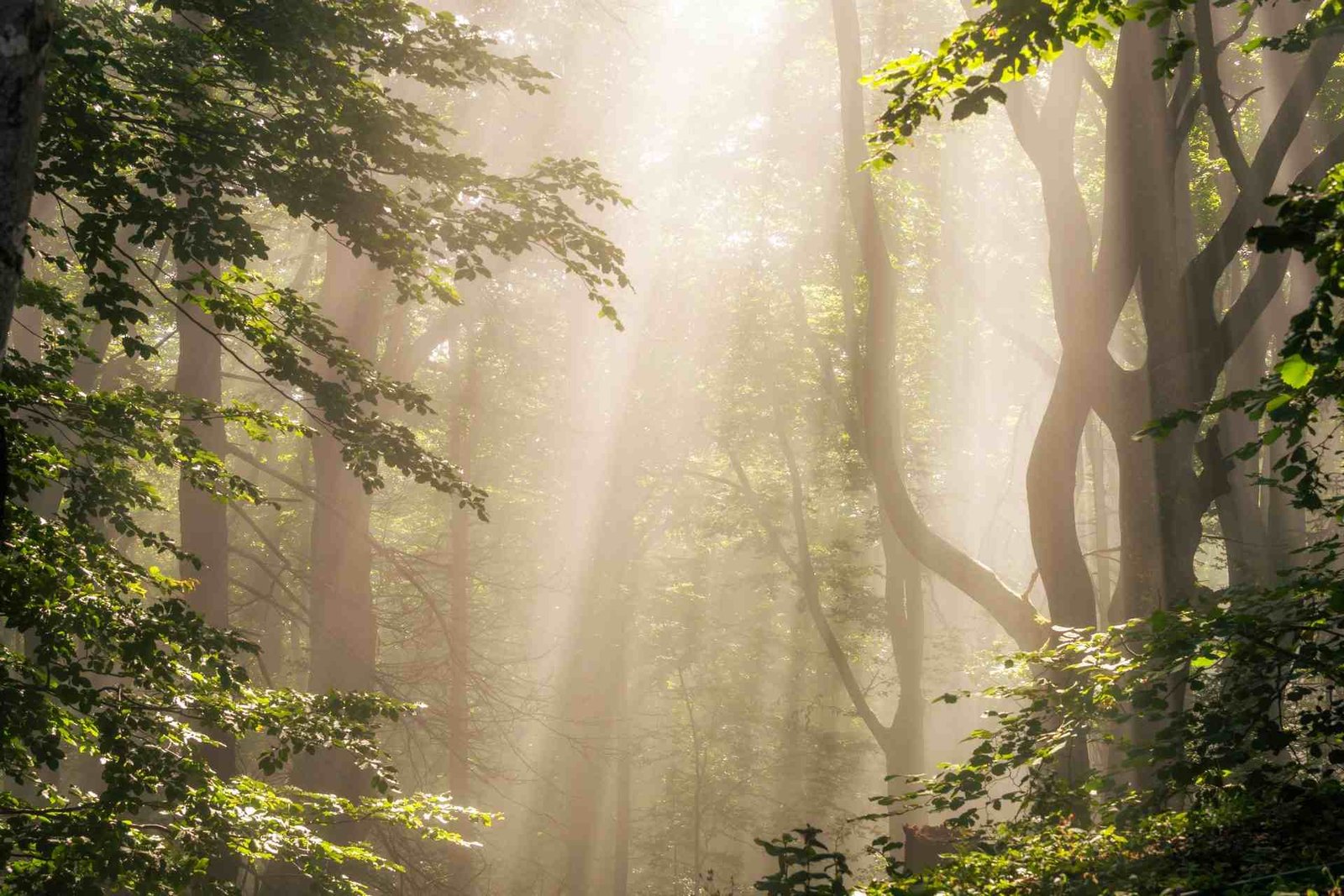 Redlemon Morning Sun Rays In Forest 2026 01 05 00 45 58 Utc Compressed