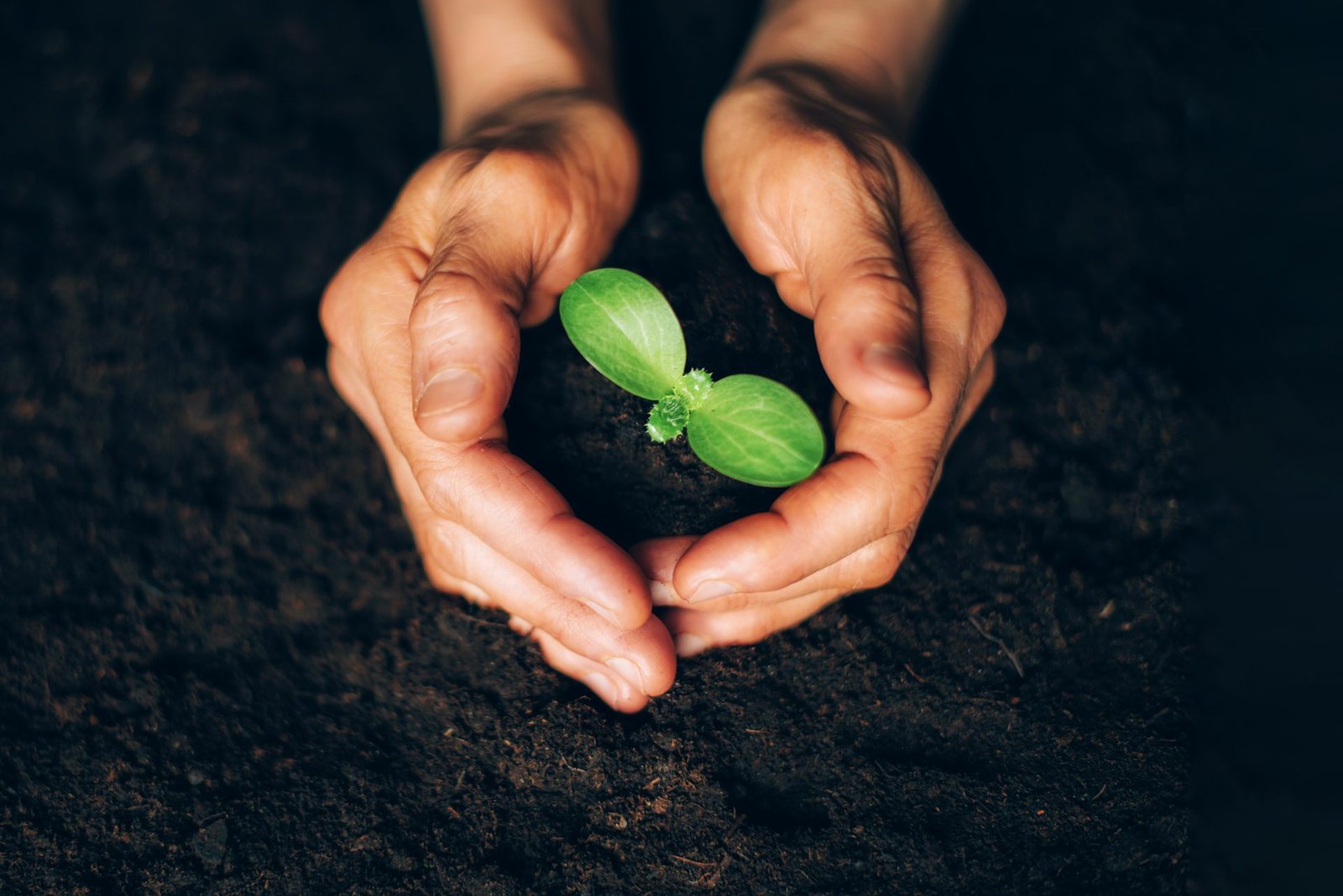Redlemon Woman Hands Holding Green Seedling Sprout Over So 2026 01 05 05 45 35 Utc Compressed